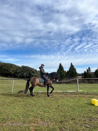 dressage dido max.jpg