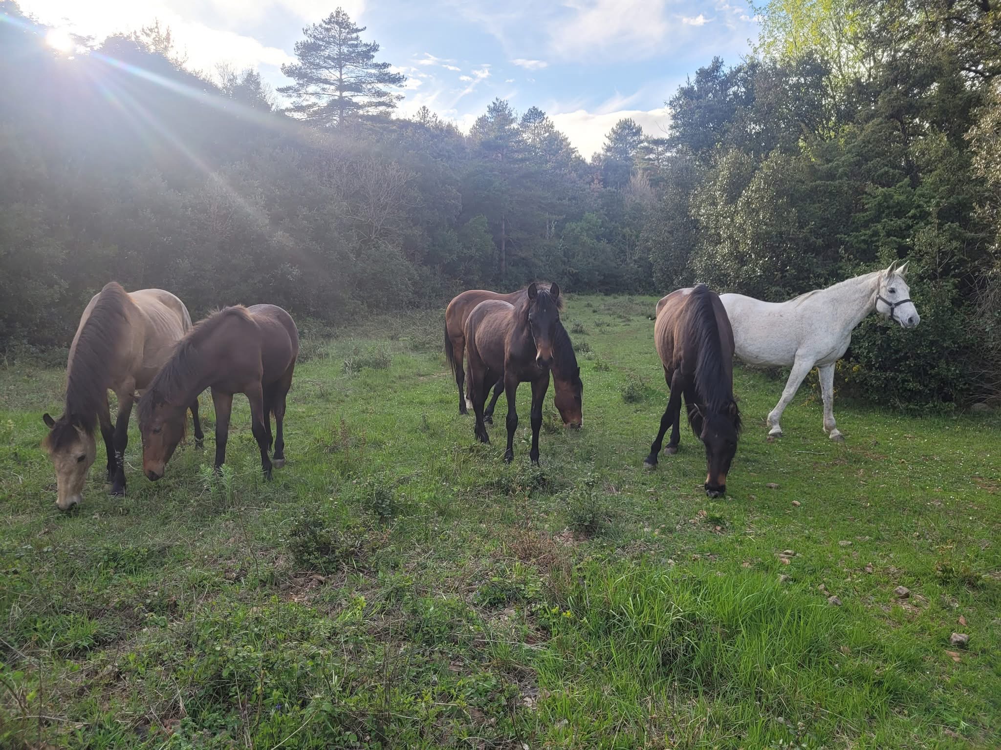 pouliniere champs.jpg